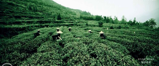 茶園宣傳片，廣告宣傳片